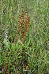 Rumex arcticus