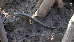 Emoia atrocostata