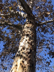Platanus × hispanica
