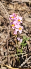 Ixia scillaris