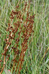 Rumex arcticus
