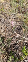 Ixia scillaris