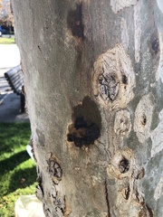 Platanus × hispanica