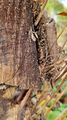 Sesiidae