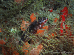 Malacoctenus macropus
