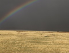 Connochaetes taurinus mearnsi