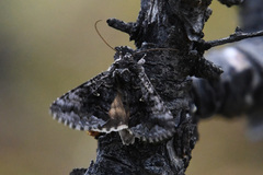 Syngrapha interrogationis