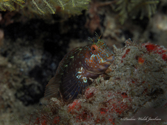 Parablennius marmoreus