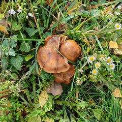 Armillaria gallica