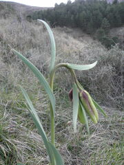 Fritillaria