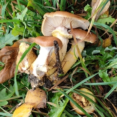 Armillaria gallica