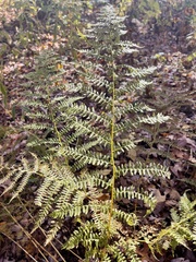Athyrium filix-femina