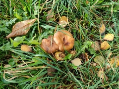 Armillaria gallica