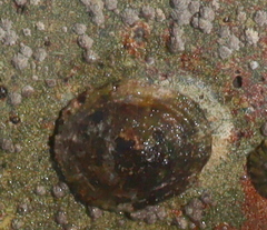 Patellidae