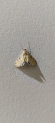 Eoophyla