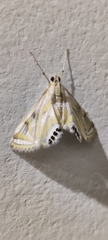 Eoophyla