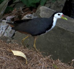 Amaurornis phoenicurus