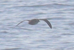 Puffinus mauretanicus