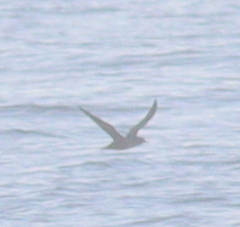 Puffinus mauretanicus