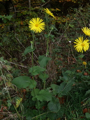 Doronicum austriacum