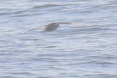 Puffinus mauretanicus