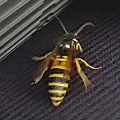 Vespula rufa