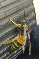 Vespula rufa