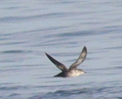 Puffinus mauretanicus