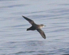 Puffinus mauretanicus