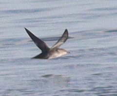 Puffinus mauretanicus