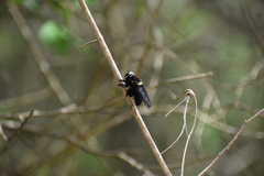 Mallophora leschenaulti