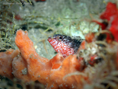 Malacoctenus macropus