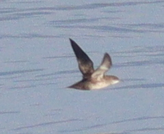 Puffinus mauretanicus