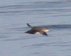 Puffinus mauretanicus