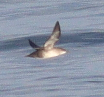 Puffinus mauretanicus