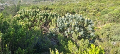 Leucospermum conocarpodendron conocarpodendron
