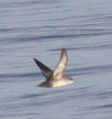 Puffinus mauretanicus