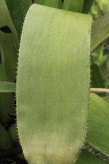 Aechmea angustifolia