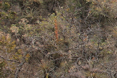 Tillandsia dugesii