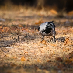 Corvus cornix