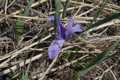 Iris lactea biglumis