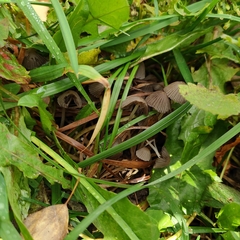 Coprinellus disseminatus