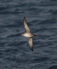 Puffinus mauretanicus