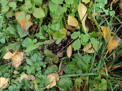 Coprinellus disseminatus