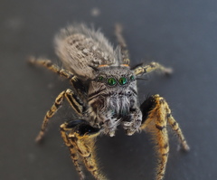 Phidippus mystaceus