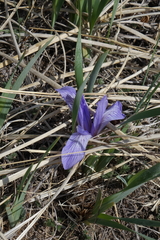 Iris lactea biglumis