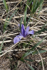 Iris lactea biglumis