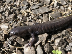 Ambystoma