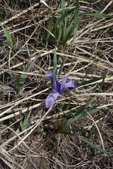 Iris lactea biglumis