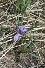 Iris lactea biglumis